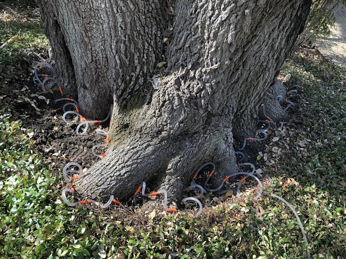Detailed Tree Cabling and Bracing job site in Genesee Depot